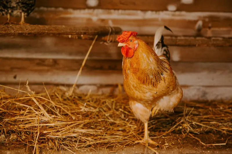 A colorful rooster standing on straw inside a rustic chicken coop, embodying farm life